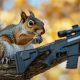 Will Airsoft Guns Kill Squirrels? +Safety Tips | Ultimate Airsoft Guide for Beginners, Tactics & Gear Reviews