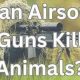 Airsoft Dangers: Can Airsoft Guns Kill Small Animals? - Risks | Ultimate Airsoft Guide for Beginners, Tactics & Gear Reviews