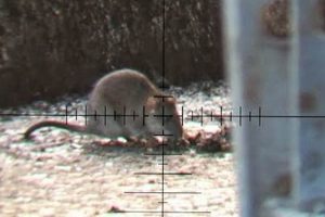 Beyond Traps: Airsoft Gun for Mice? Alternatives! Ultimate Airsoft Guide for Beginners, Tactics & Gear Reviews Beyond Traps: Airsoft Gun for Mice? Alternatives! | Ultimate Airsoft Guide for Beginners, Tactics & Gear Reviews
