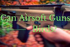 Can Airsoft Guns Kill Birds Ultimate Airsoft Guide for Beginners, Tactics & Gear Reviews Can Airsoft Guns Kill Birds | Ultimate Airsoft Guide for Beginners, Tactics & Gear Reviews