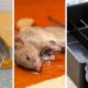 Airsoft Guns: Can You *Really* Kill a Rat? (Truth!) | Ultimate Airsoft Guide for Beginners, Tactics & Gear Reviews