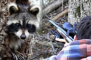 Airsoft Guns: Will a BB Gun Kill a Raccoon? Facts | Ultimate Airsoft Guide for Beginners, Tactics & Gear Reviews
