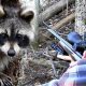 Airsoft Guns: Will a BB Gun Kill a Raccoon? Facts | Ultimate Airsoft Guide for Beginners, Tactics & Gear Reviews