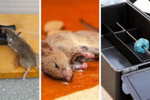 Airsoft Guns: Can an Airsoft Gun Kill a Rat? Guide | Ultimate Airsoft Guide for Beginners, Tactics & Gear Reviews