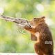 Best Airsoft Gun for Squirrels? + Alternatives | Ultimate Airsoft Guide for Beginners, Tactics & Gear Reviews
