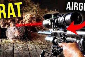 Airsoft Gun Pest Control: Can You Kill Rats With Airsoft Guns? | Ultimate Airsoft Guide for Beginners, Tactics & Gear Reviews