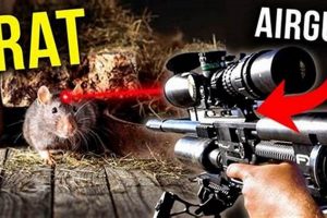 Airsoft Guns: Can a Airsoft Gun Kill a Rat? Guide | Ultimate Airsoft Guide for Beginners, Tactics & Gear Reviews